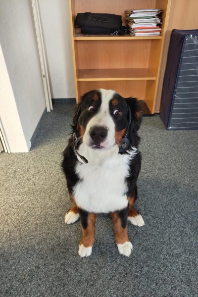 Bimba Callcenter